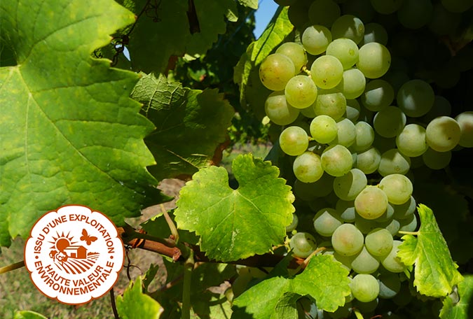 Les vignobles lajonie respecte la nature à monbazillac